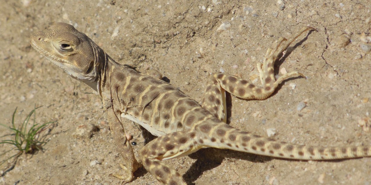 AR_Conservation's profile banner image