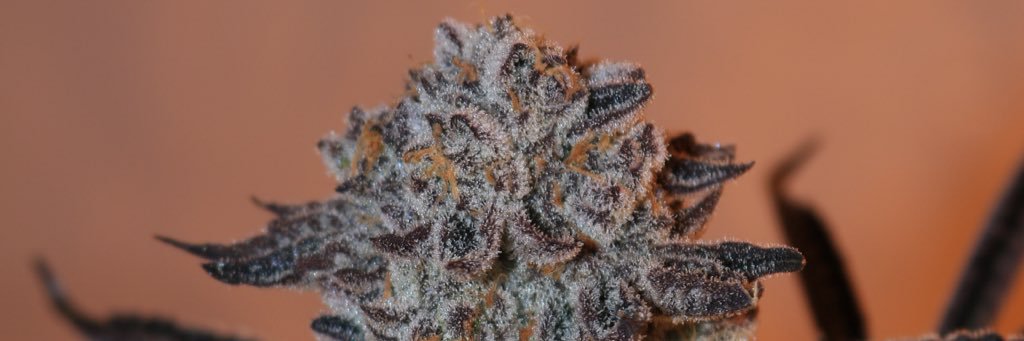 letitgrow11's profile banner image