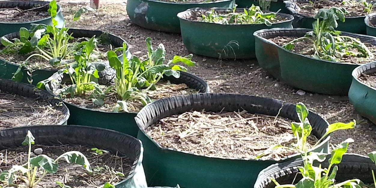 Melissa Morrone banner