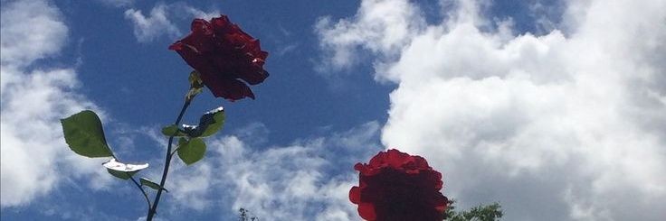 luuureyess's profile banner image