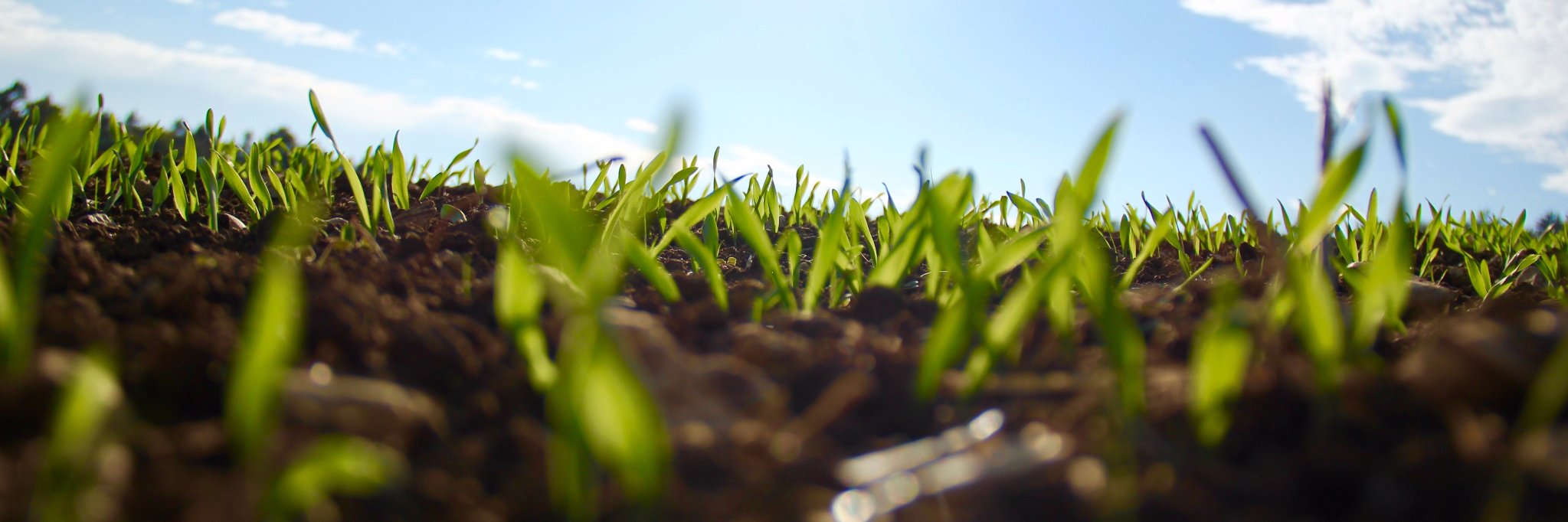 GroScout's profile banner image
