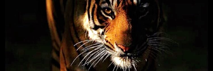 ALTARQI's profile banner image