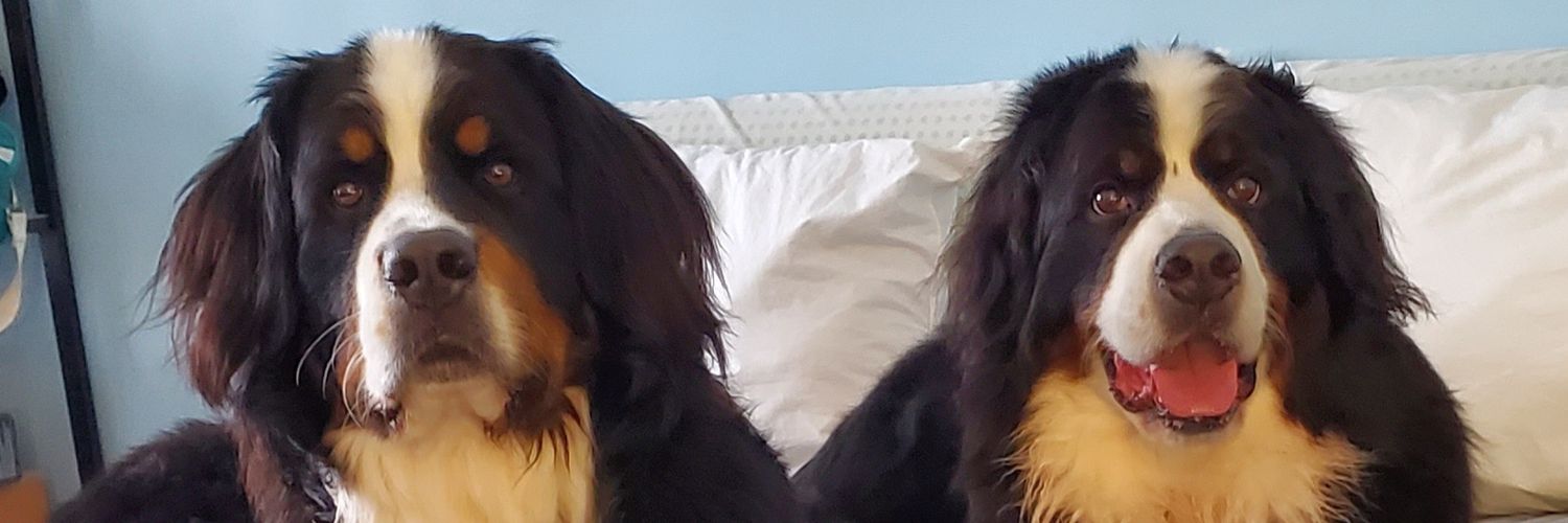 bernerme's profile banner image