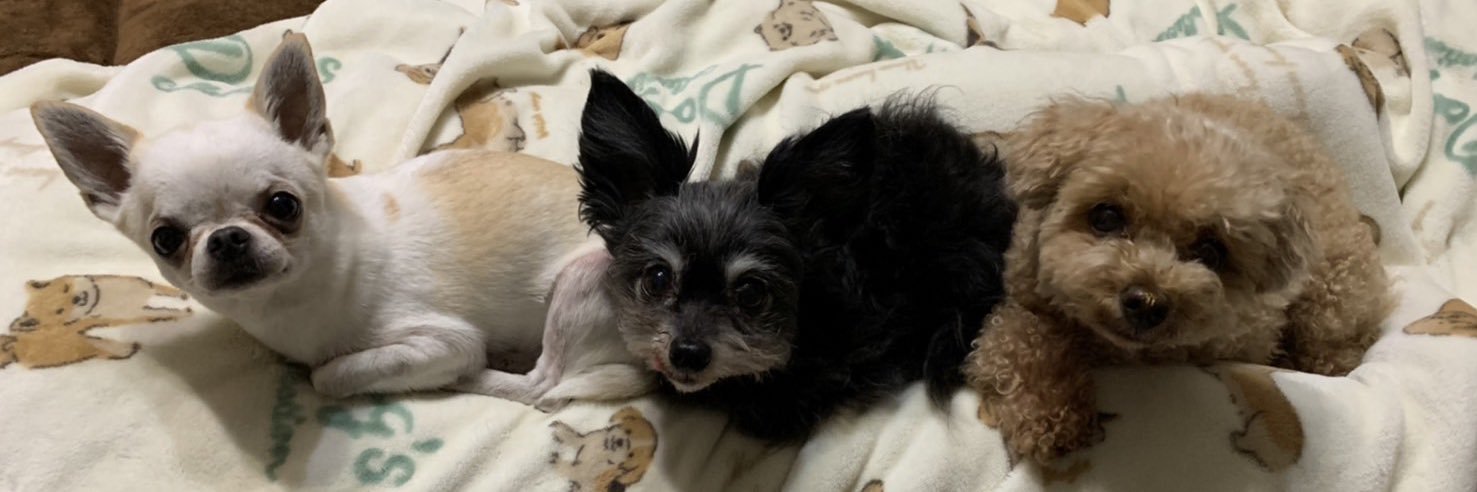 ferio@シオン banner