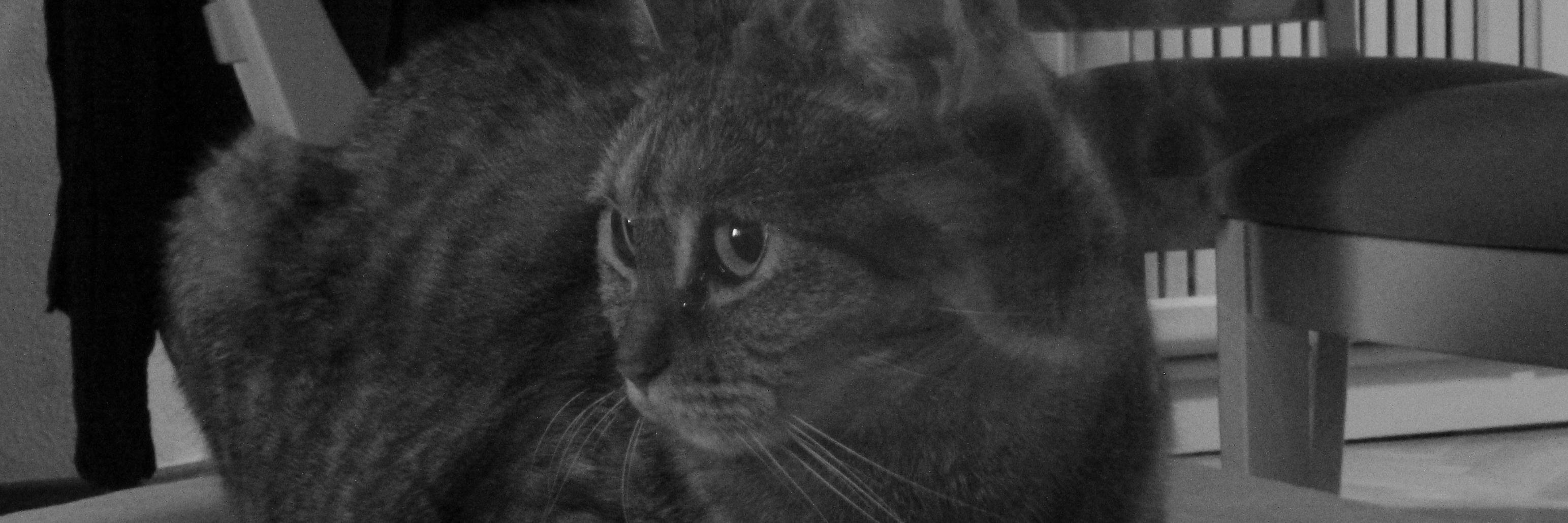 keeelsotillo's profile banner image