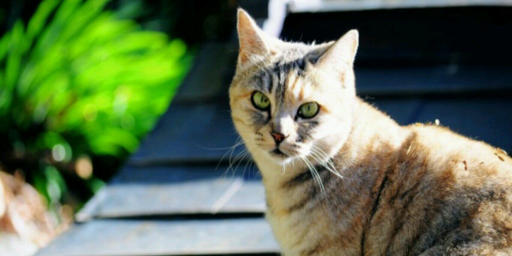 cat_p_bot's profile banner image