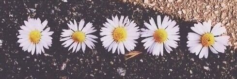 celiiapr's profile banner image