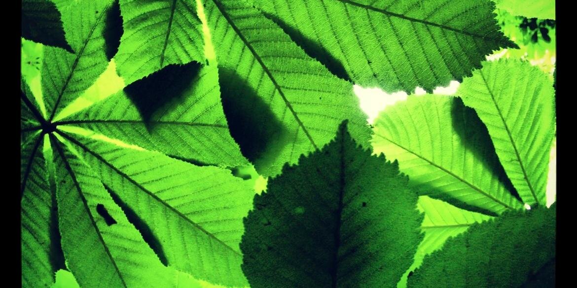 TreeHouseLearn's profile banner image