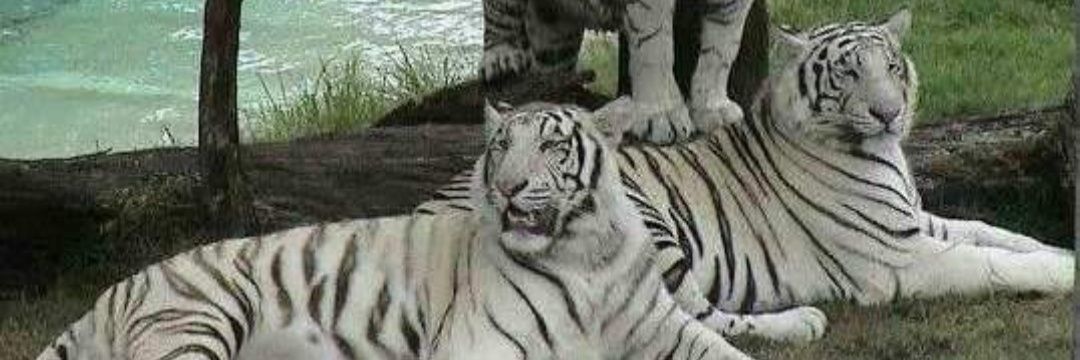 jay_garh's profile banner image