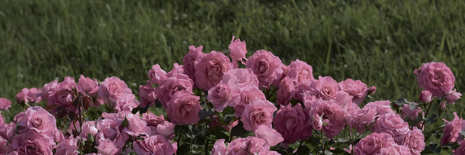 💙파랑베리💙 banner