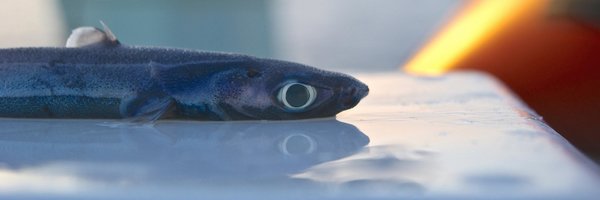 SharkDevocean Profile Banner
