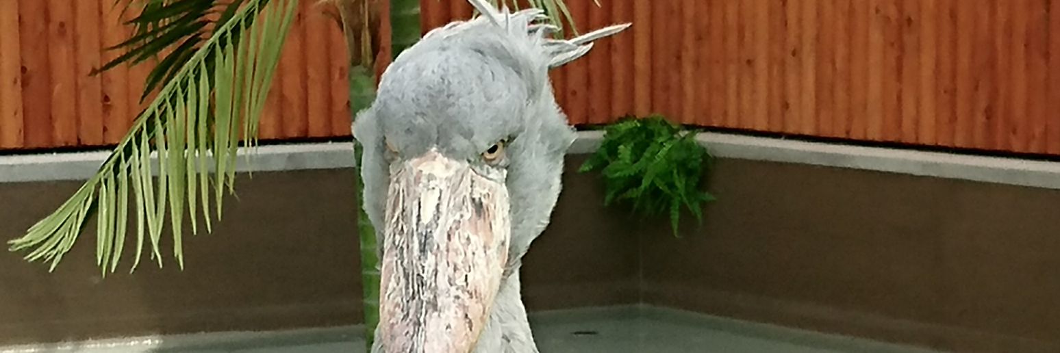 ASIATOSAN's profile banner image
