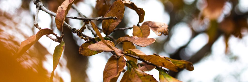Beriberinn's profile banner image