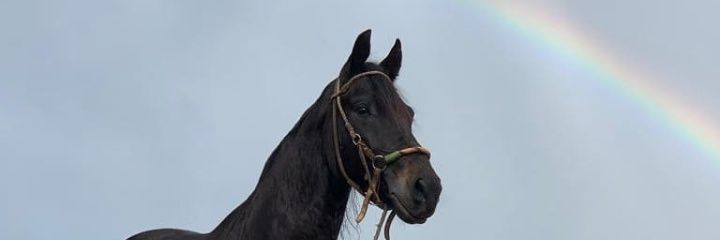 Stefsolano's profile banner image