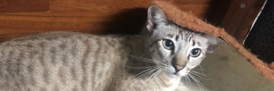 supacha494's profile banner image