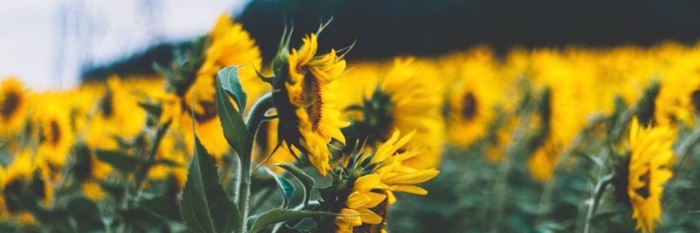 karolathayde_'s profile banner image