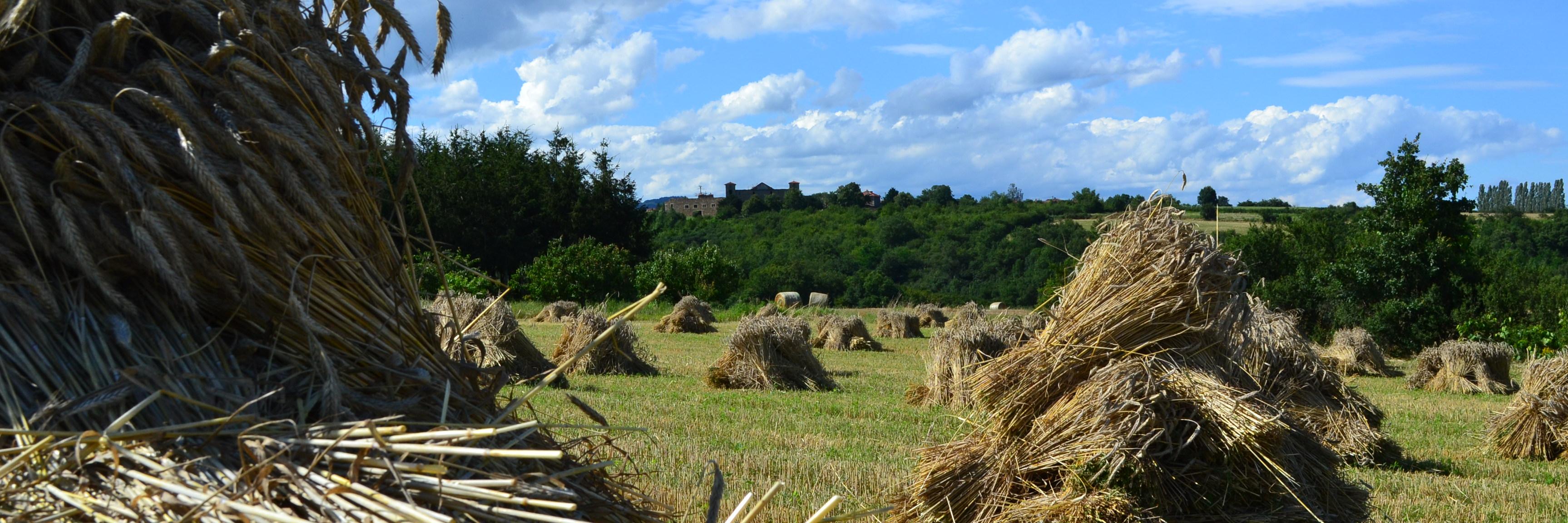 Aurélien Lachaud banner