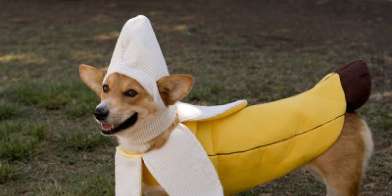 DogsDressedUp's profile banner image