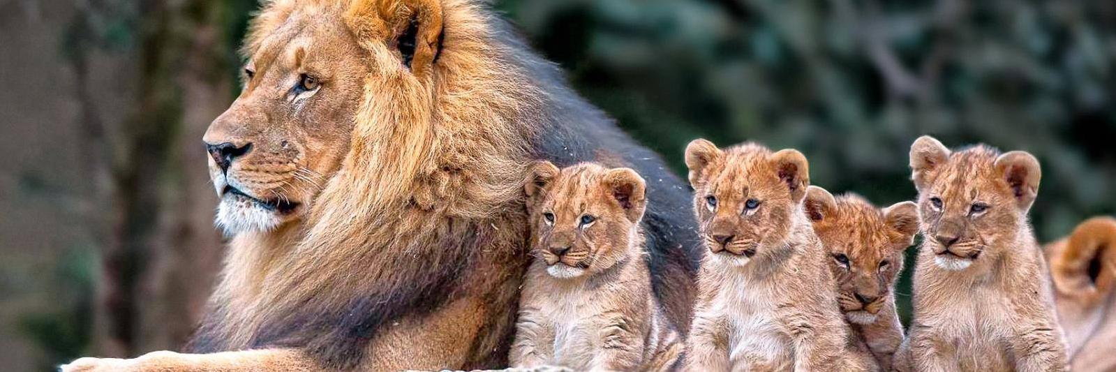 NoTrophyHunting's profile banner image