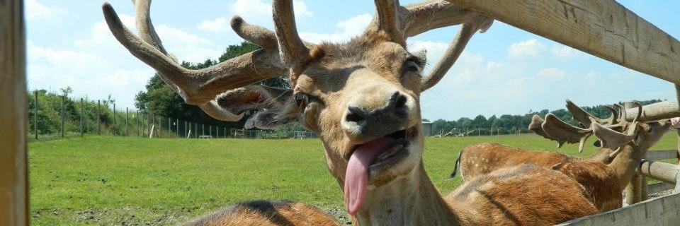 JubJubFrog's profile banner image