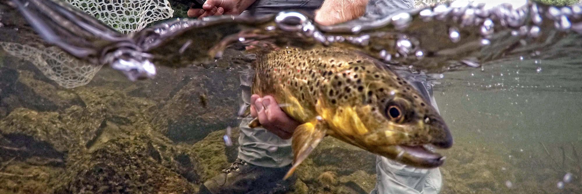 The Colorado Angler banner