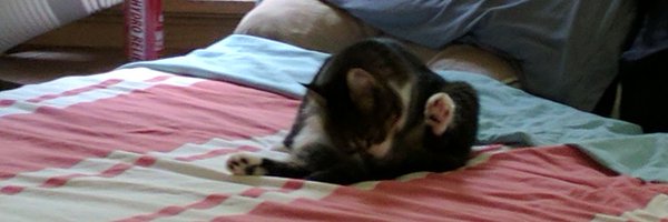 zoasterGtoaster Profile Banner