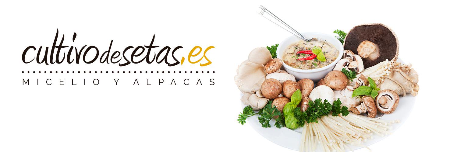 CultivodeSetas's profile banner image
