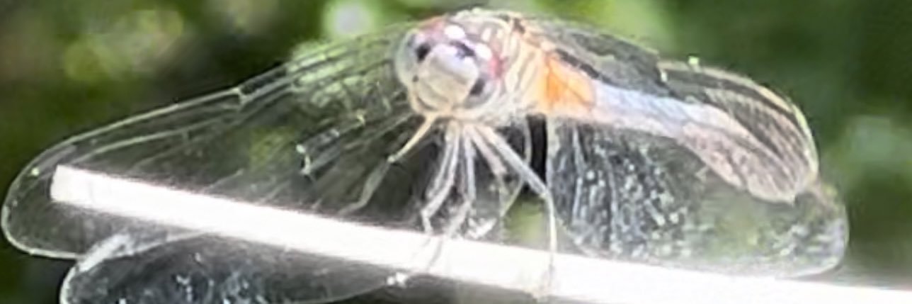 Giefsky banner