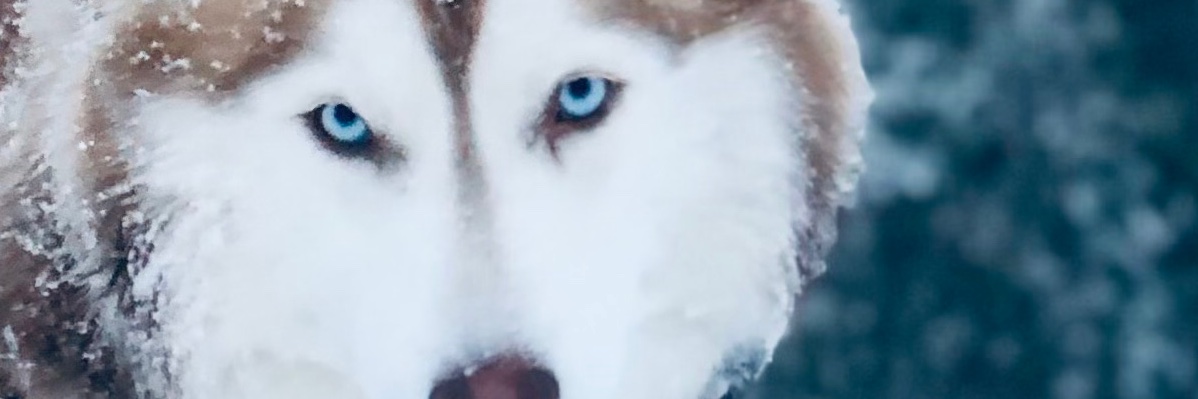 HuskyRoos's profile banner image