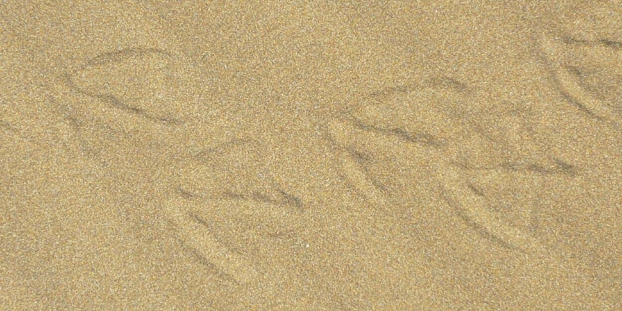 Nuculana's profile banner image