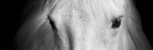 Auxanou's profile banner image