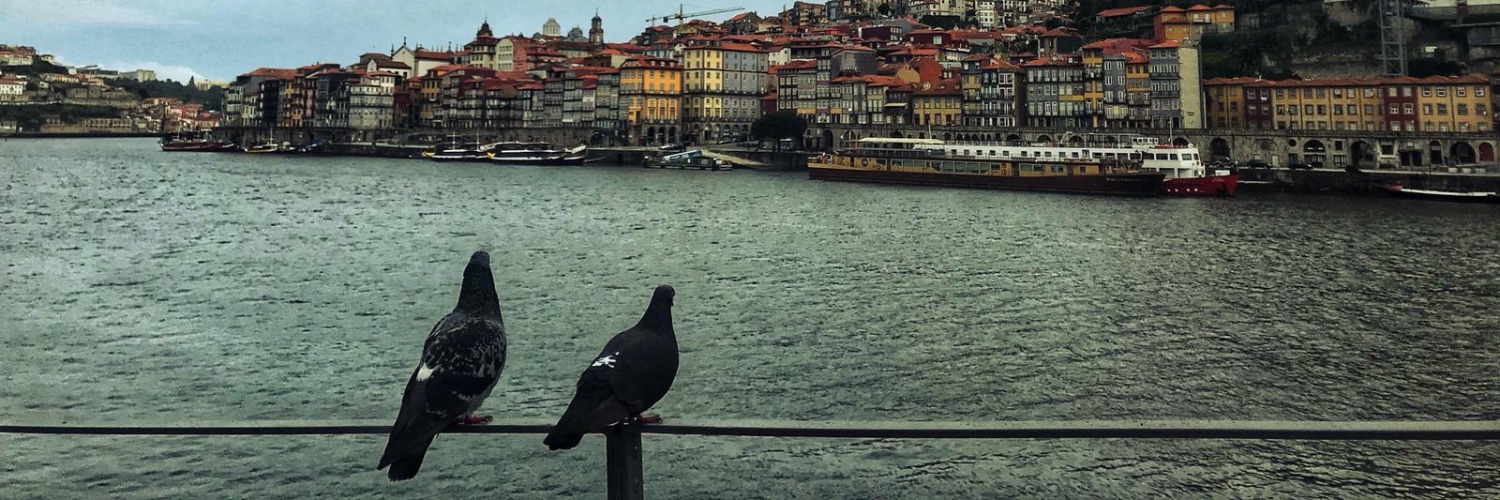 PigeonBridge's profile banner image