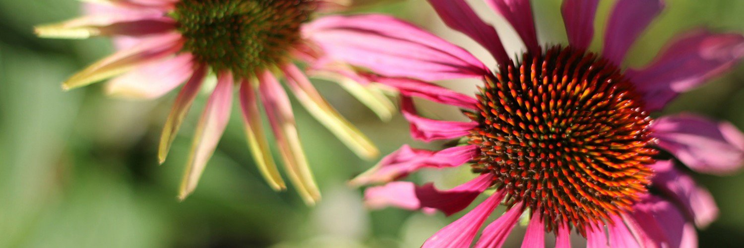 Misplaced_Brit's profile banner image