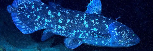 John Blackman banner