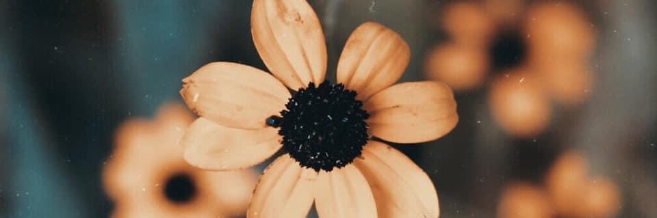 Emma Jean banner