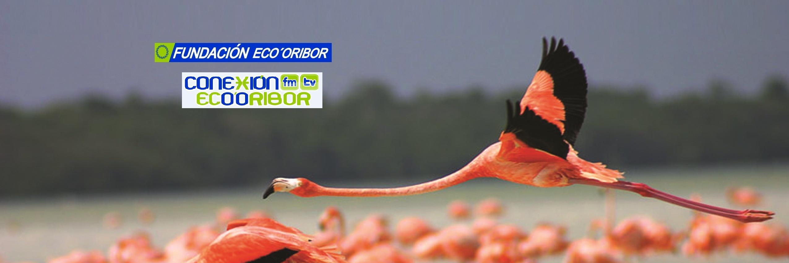 ECORIBOR's profile banner image