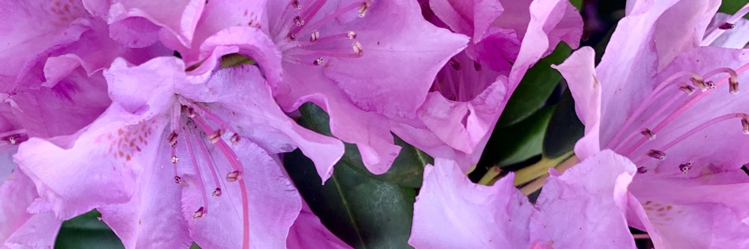 Jordyn Ballard banner