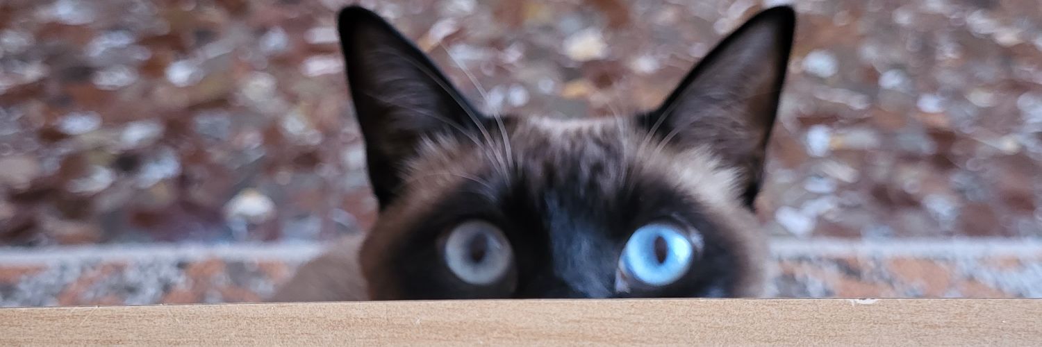 hansitothecat's profile banner image