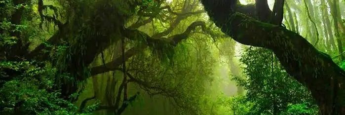 Palindromecus45's profile banner image