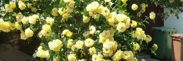 Uschi Brendel banner