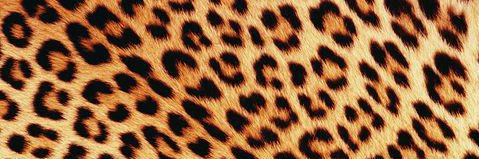 SpikyFloof's profile banner image