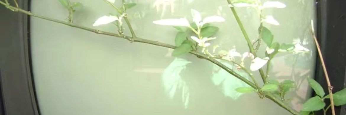 joycexjiang's profile banner image