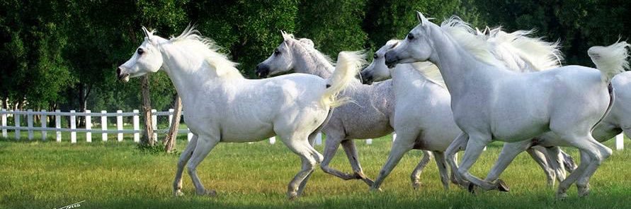Horsegraphy banner