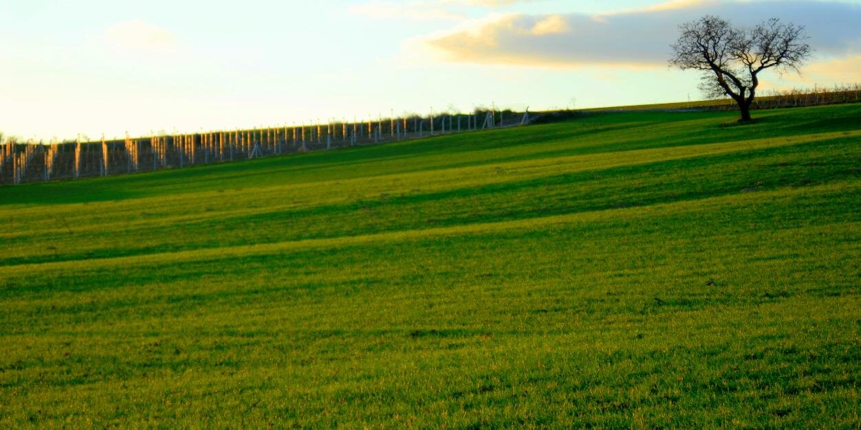 cankforever's profile banner image