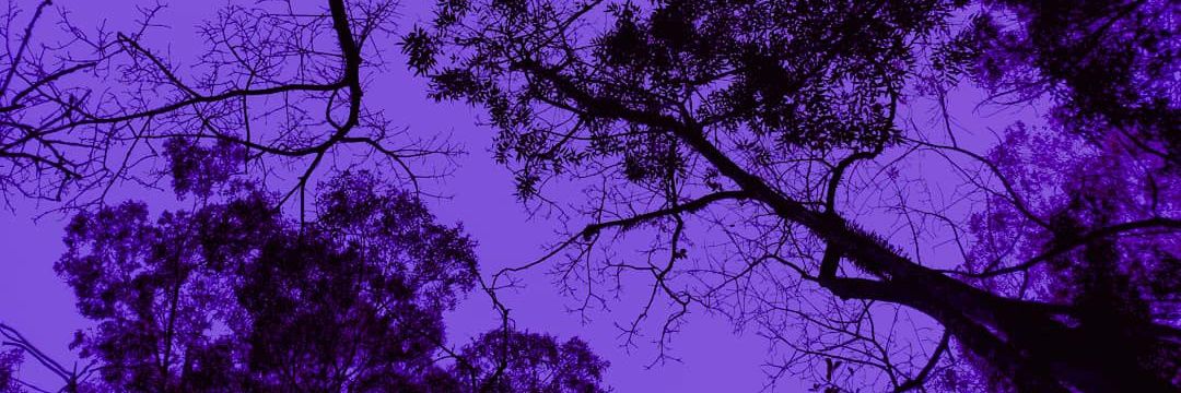 Suaviduds's profile banner image