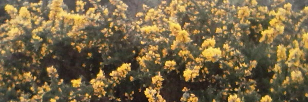 marietheresegor's profile banner image