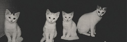 ViejaIntoxicad's profile banner image
