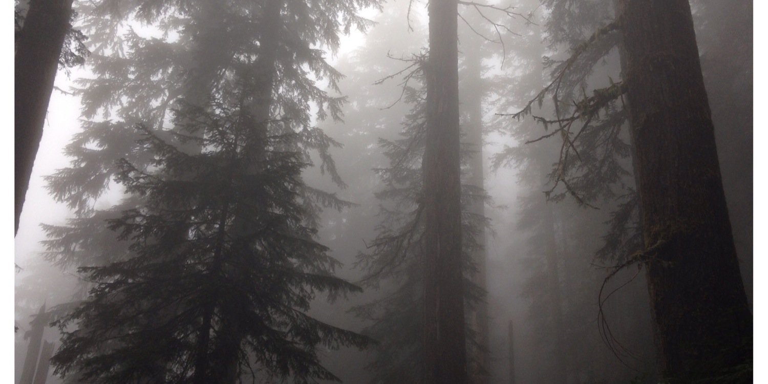 ilikethattree's profile banner image