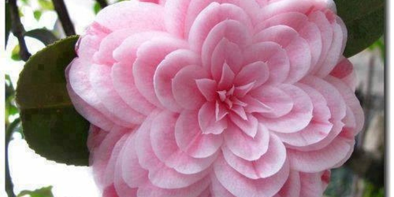 Dulce_berumen's profile banner image