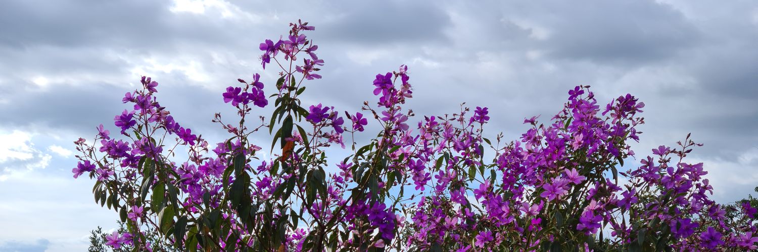 Fefe cansadinha banner